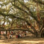 Diving Off the Branches ~ Inspirational Writing by David Hemphill