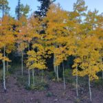 Pictures from the Retreat House ~ Early Autumn 2019